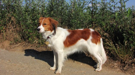 kooikerhondje